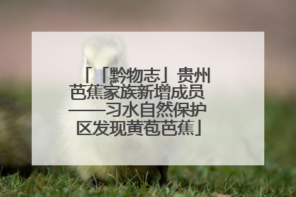 「黔物志」贵州芭蕉家族新增成员——习水自然保护区发现黄苞芭蕉