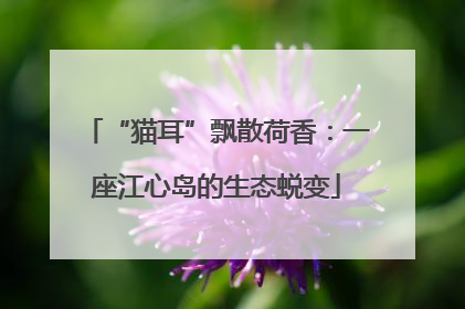 “猫耳”飘散荷香：一座江心岛的生态蜕变