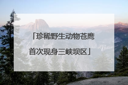 珍稀野生动物苍鹰首次现身三峡坝区