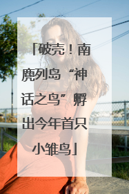 破壳！南麂列岛“神话之鸟”孵出今年首只小雏鸟