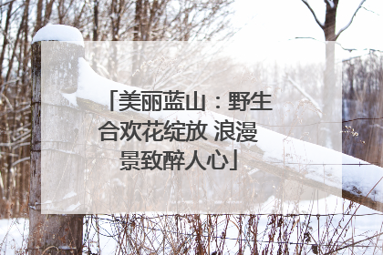 美丽蓝山：野生合欢花绽放 浪漫景致醉人心
