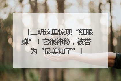 三明这里惊现“红眼蝉”！它很神秘，被誉为“最美知了”