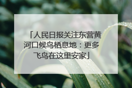 人民日报关注东营黄河口候鸟栖息地：更多飞鸟在这里安家
