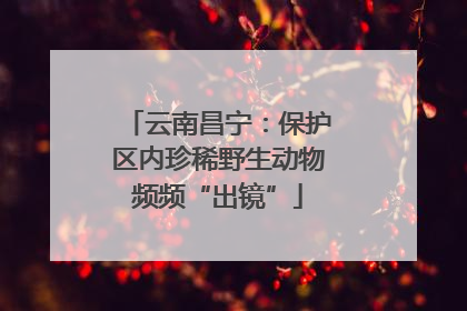 云南昌宁：保护区内珍稀野生动物频频“出镜”