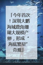 今年首次！深圳大鹏海域鹿角珊瑚大规模产卵，形成“海底繁星”奇观