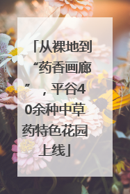 从裸地到“药香画廊”，平谷40余种中草药特色花园上线