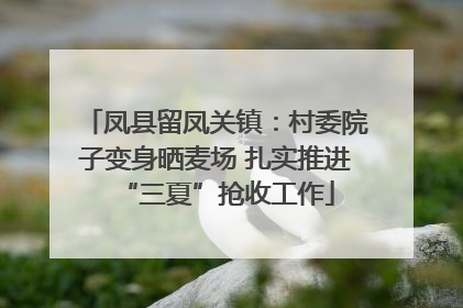 凤县留凤关镇：村委院子变身晒麦场 扎实推进“三夏”抢收工作
