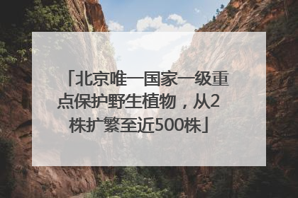 北京唯一国家一级重点保护野生植物，从2株扩繁至近500株