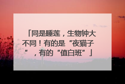 同是睡莲，生物钟大不同！有的是“夜猫子”，有的“值白班”
