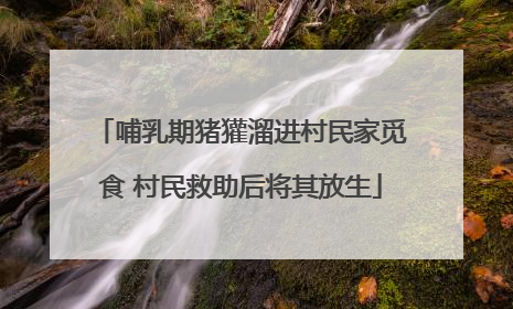 哺乳期猪獾溜进村民家觅食 村民救助后将其放生