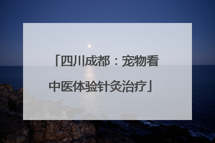 四川成都：宠物看中医体验针灸治疗
