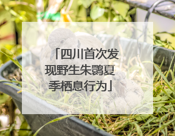 四川首次发现野生朱鹮夏季栖息行为