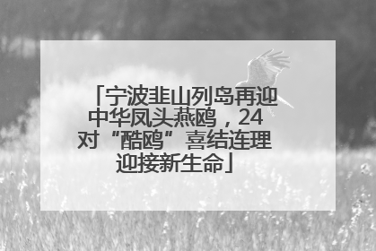 宁波韭山列岛再迎中华凤头燕鸥，24对“酷鸥”喜结连理迎接新生命