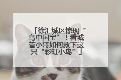 徐汇城区惊现“鸟中国宝”！看城管小哥如何救下这只“彩虹小鸟”
