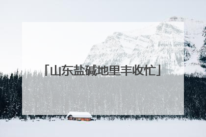 山东盐碱地里丰收忙