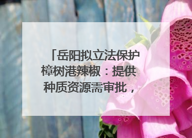 岳阳拟立法保护樟树港辣椒：提供种质资源需审批，违规最高罚5万