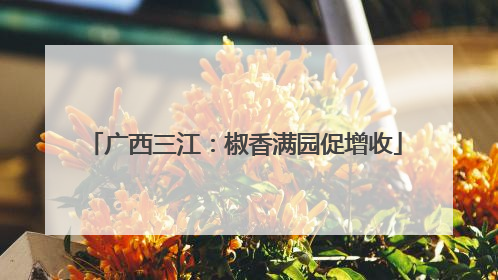 广西三江：椒香满园促增收