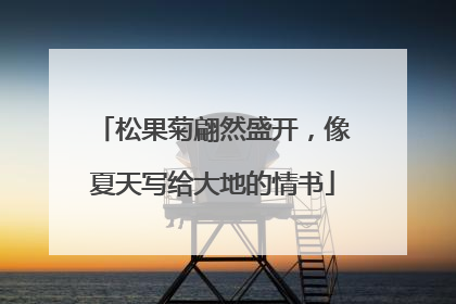 松果菊翩然盛开，像夏天写给大地的情书