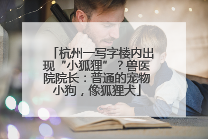 杭州一写字楼内出现“小狐狸”？兽医院院长：普通的宠物小狗，像狐狸犬