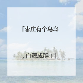 枣庄有个鸟岛，白鹭成群！