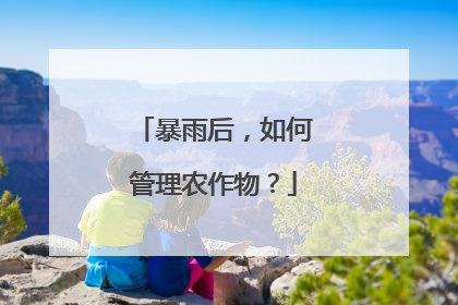 暴雨后，如何管理农作物？
