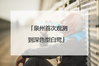 泉州首次观测到深色型白鹭