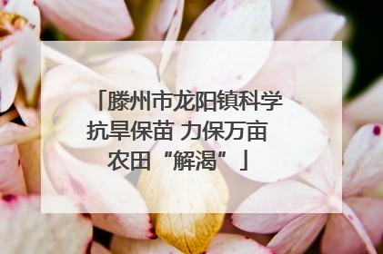 滕州市龙阳镇科学抗旱保苗 力保万亩农田“解渴”