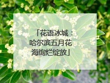 花语冰城：哈尔滨五月花海绚烂绽放