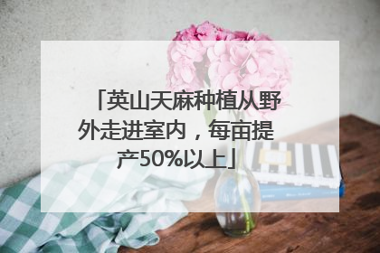 英山天麻种植从野外走进室内，每亩提产50%以上