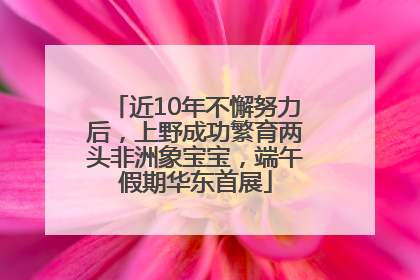 近10年不懈努力后，上野成功繁育两头非洲象宝宝，端午假期华东首展