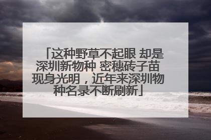 这种野草不起眼 却是深圳新物种 密穗砖子苗现身光明，近年来深圳物种名录不断刷新