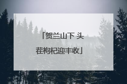 贺兰山下 头茬枸杞迎丰收