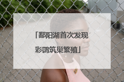 鄱阳湖首次发现彩鹮筑巢繁殖