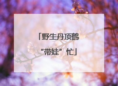 野生丹顶鹤“带娃”忙
